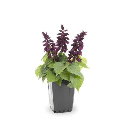 Sage of the diviners, Salvia divinorum (small)