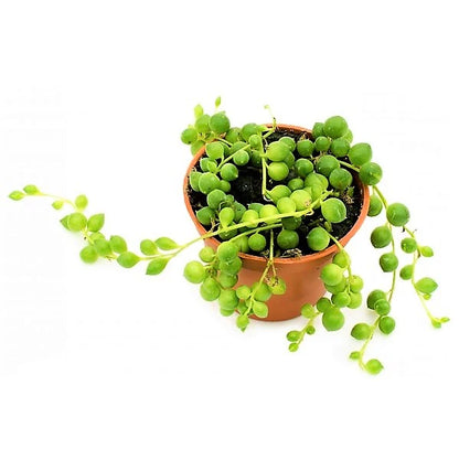 String of Pearls, Senecio Rowleyanus