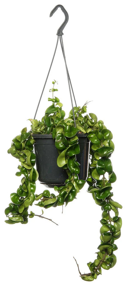 Rope Plant, Hoya Carnosa Compacta, Porcelain Flower