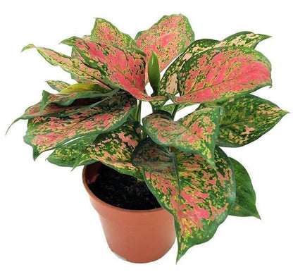 Aglaonema sp, Lady Valentine