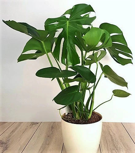 Swiss Cheese Plant, Monstera Deliciosa , The Hurricane