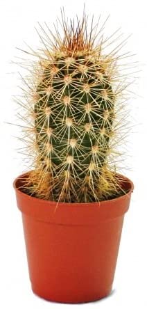 Pachy Cactus