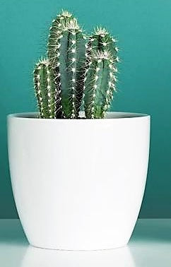 Peruvian Cactus, Cereus Peruvianus