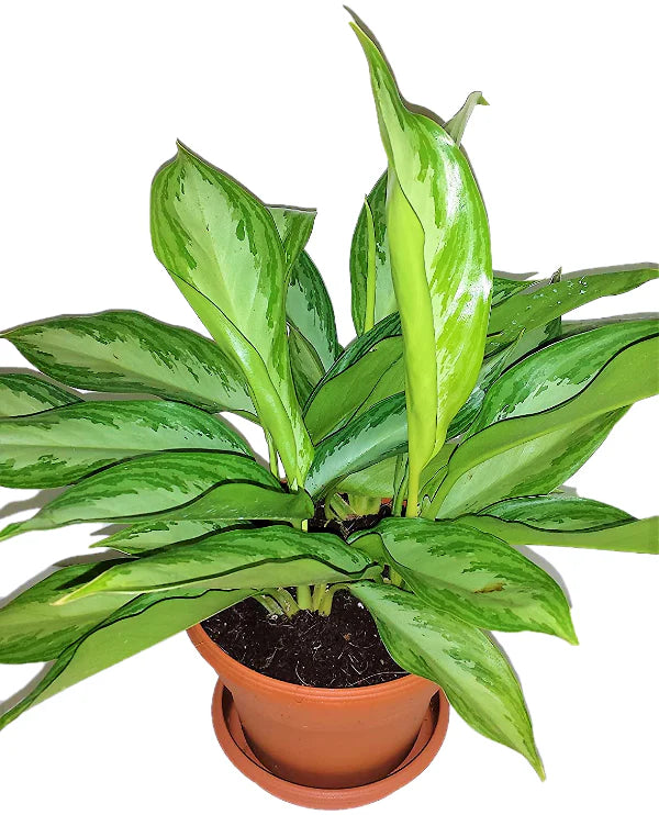Aglaonema Silver Queen, Chinese Evergreen Plant