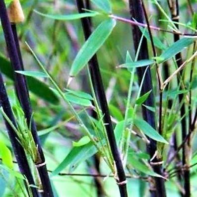 Bambus Green, Tropical Bamboo