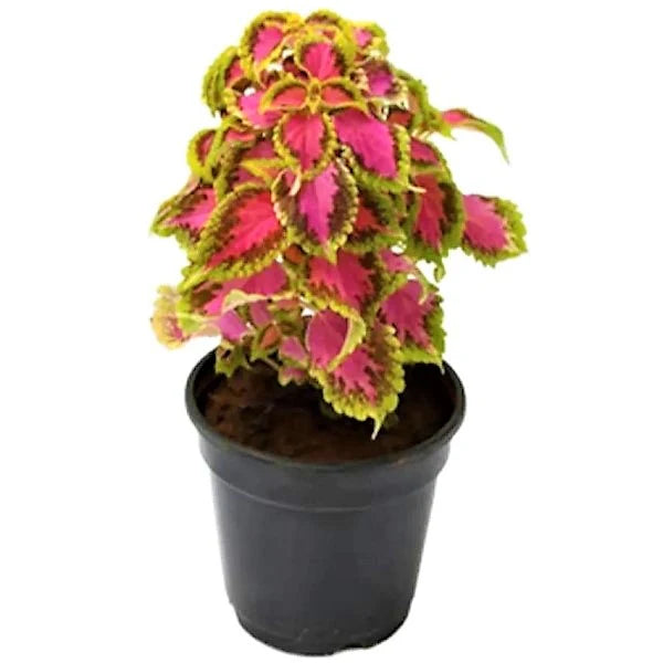 Coleus Mix per piece (small)