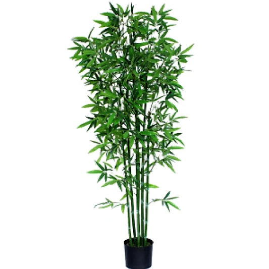 Bambusa multiplex, Chinese Dwarf Bamboo