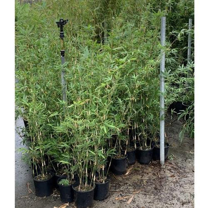 Bambusa multiplex, Chinese Dwarf Bamboo