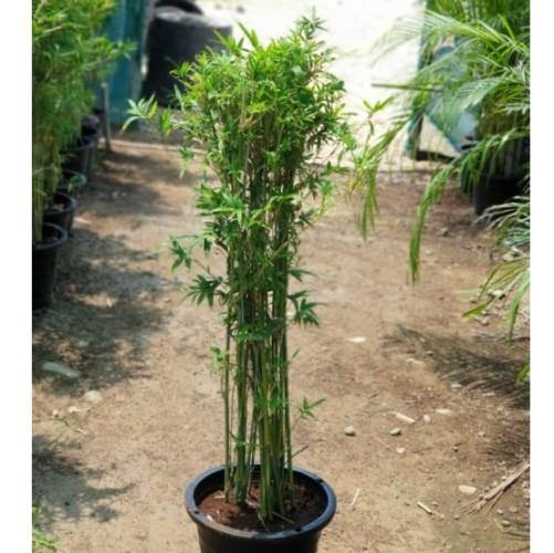 Bambusa multiplex, Chinese Dwarf Bamboo