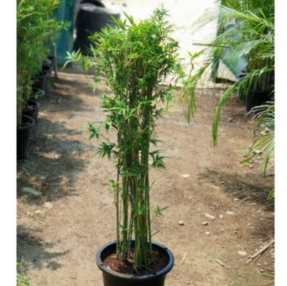 Bambusa multiplex, Chinese Dwarf Bamboo