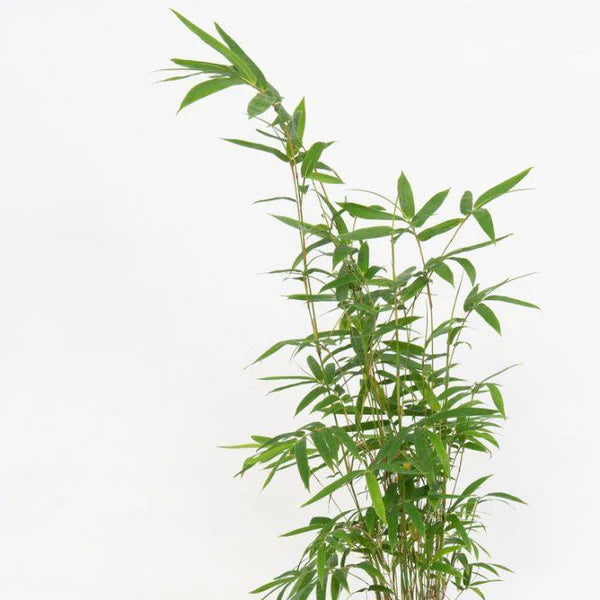 Bambusa multiplex, Chinese Dwarf Bamboo