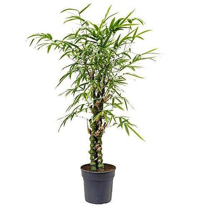 Bambusa Ventricosa, Buddha’s Belly Bamboo