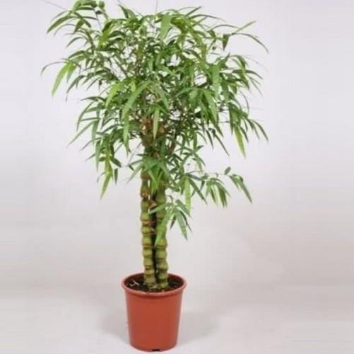 Bambusa Ventricosa, Buddha’s Belly Bamboo