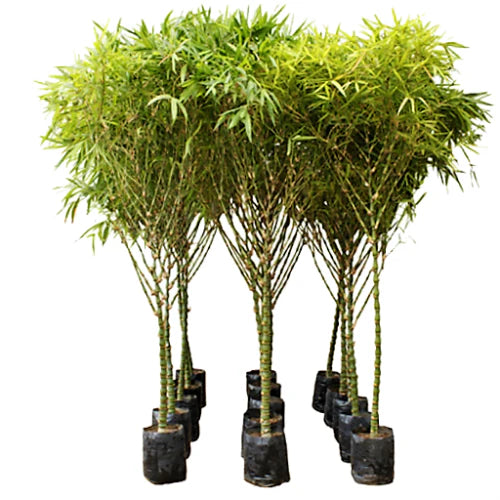 Bambusa Ventricosa, Buddha’s Belly Bamboo