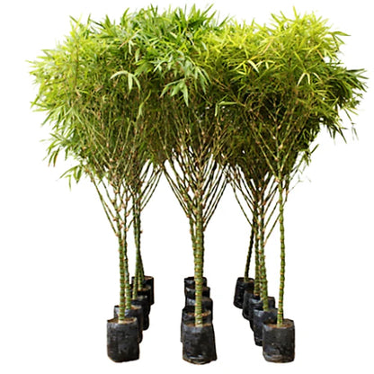 Bambusa Ventricosa, Buddha’s Belly Bamboo