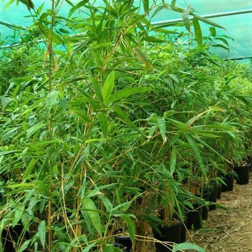 Bambusa vulgaris, Common Bamboo