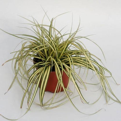 Carex Hachjioensis, EverGold