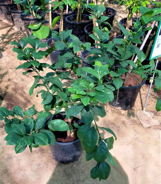 Citrus orange, Abu Surra, Orange Tree Regular priceDhs. 175.00 AED