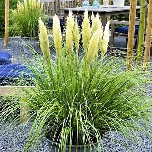 Cortaderia Selloana, Pampas Grass