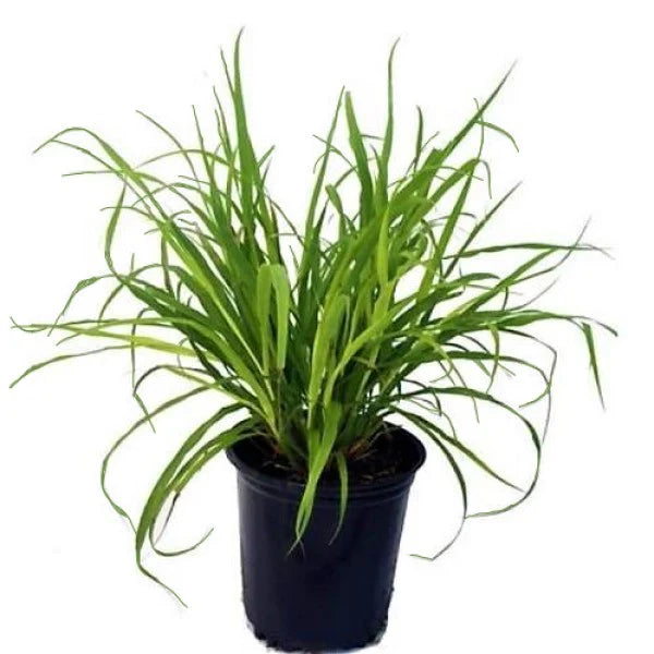 Lemon Grass, Cymbopogon Citratus