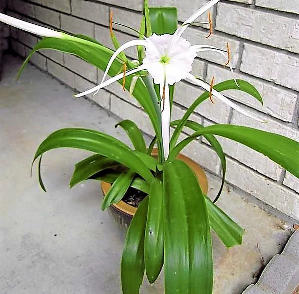 Spider Lily, Hymenocallis Littoralis, Lilly