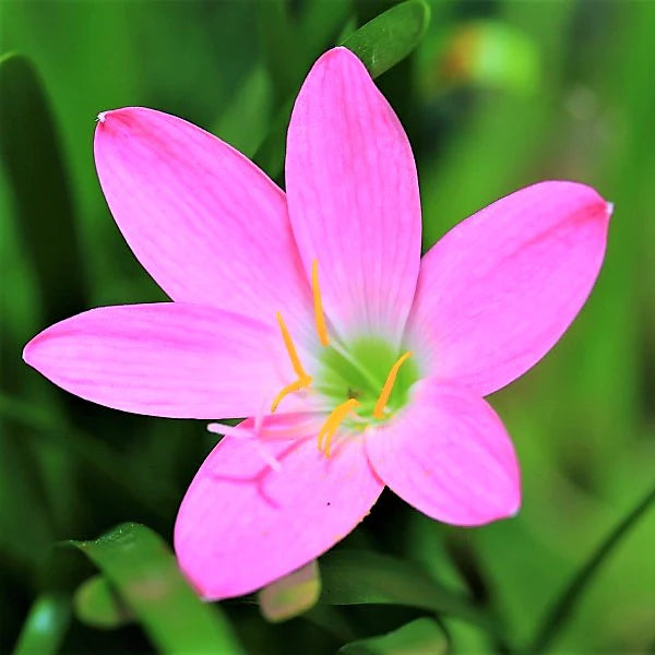 Rain Lily, Zephyr Lily, Zephyranthes Grandiflora, Lilly