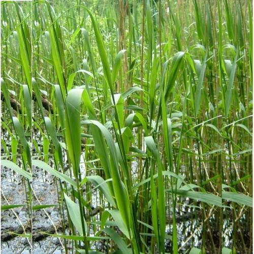 Phragmites Australis, Common Reed