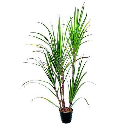 Saccharum Officinarum, Sugarcane, قصب السكر