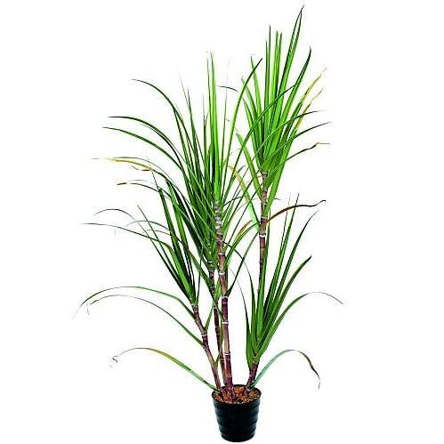 Saccharum Officinarum, Sugarcane, قصب السكر