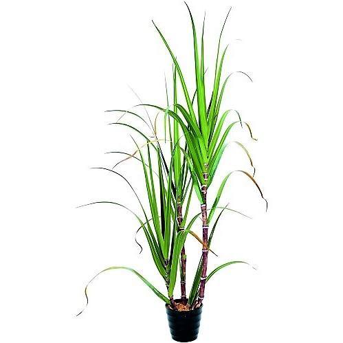 Saccharum Officinarum, Sugarcane, قصب السكر