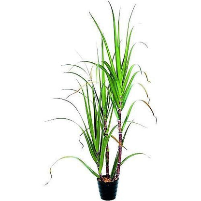 Saccharum Officinarum, Sugarcane, قصب السكر