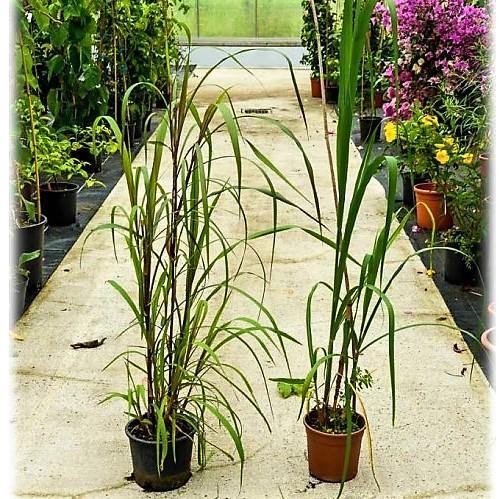 Saccharum Officinarum, Sugarcane, قصب السكر