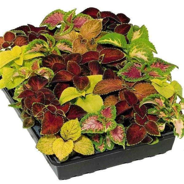Coleus Mix per piece (small)