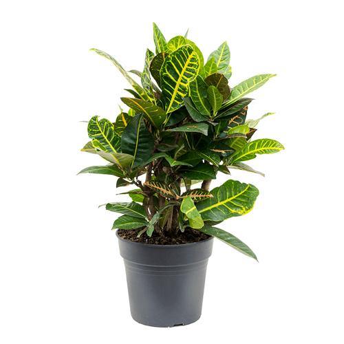 Codiaeum Variegatum, Croton Outdoor Mix