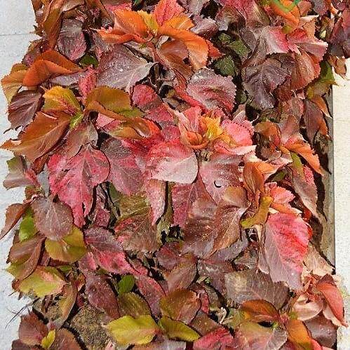 Acalypha wilkesiana, Tri Color