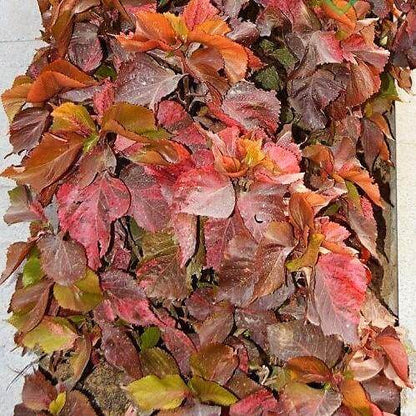 Acalypha wilkesiana, Tri Color