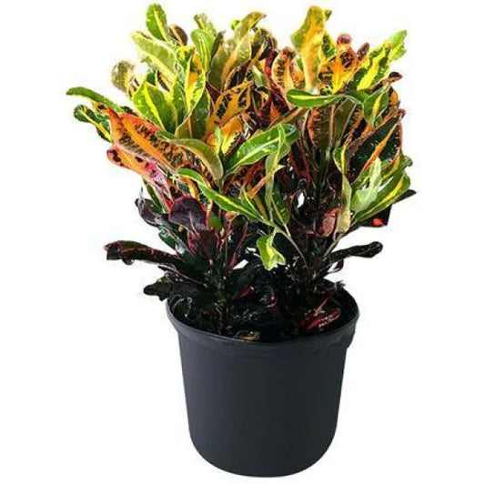 Codiaeum Variegatum, Croton Outdoor Mix