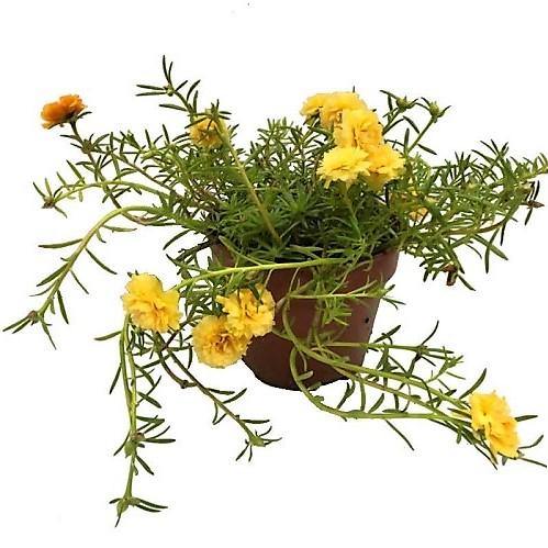 Rose Moss, Portulaca Grandiflora