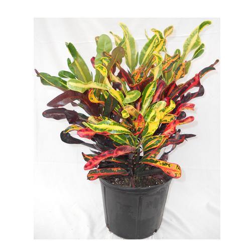 Codiaeum Variegatum, Croton Outdoor Mix