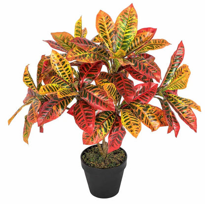 Croton Petra, Garden Croton (Outdoor)