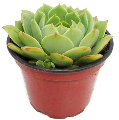 Echeveria succulent