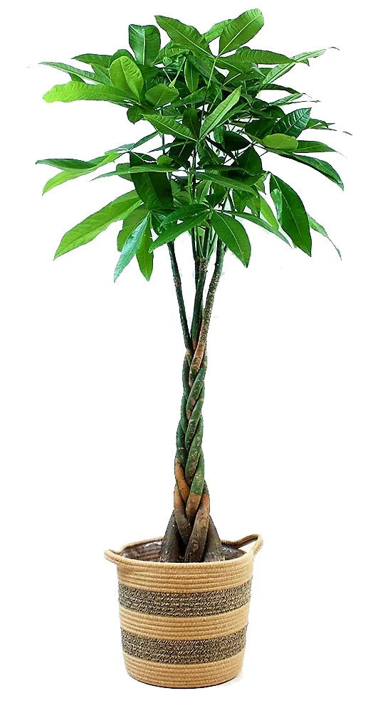 twisting money tree Pachira Aquatica, Money Tree (Twisted Trunk) – Green Bliss