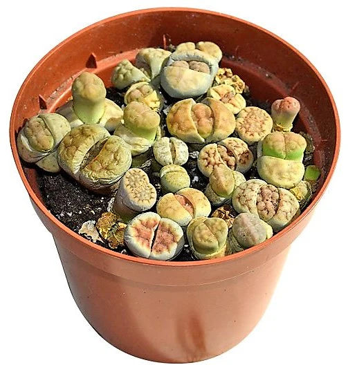 Living Stones , Lithops