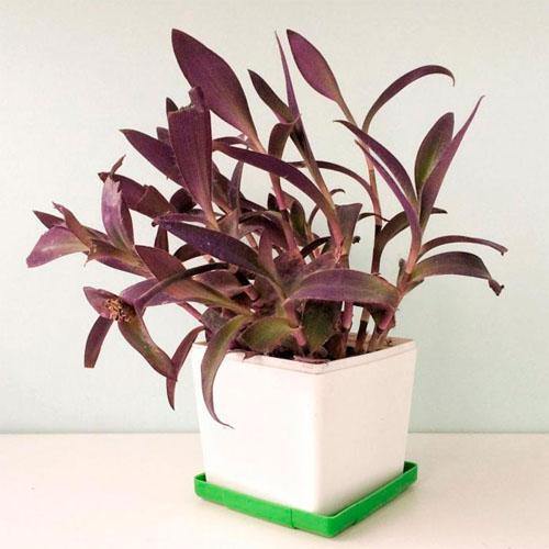 Setcreasea Purpurea, Purple Heart (small)