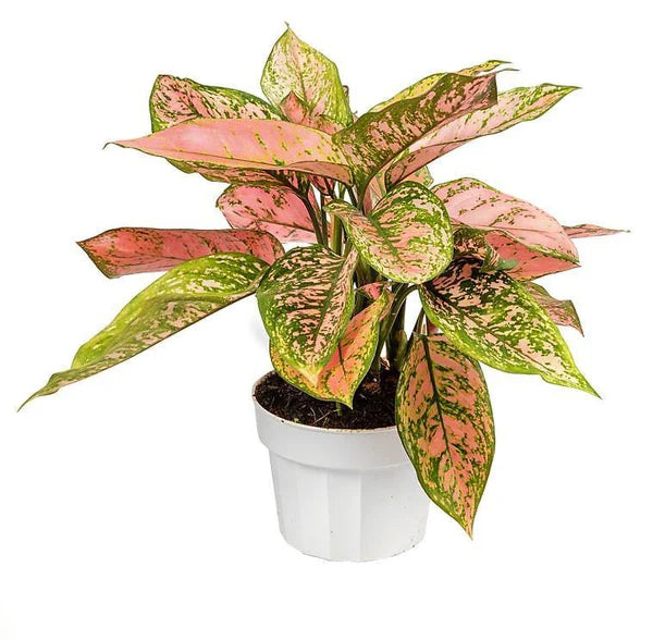 Aglaonema sp, Lady Valentine