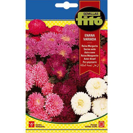 Aster Dwarf Queen Mixed Seeds