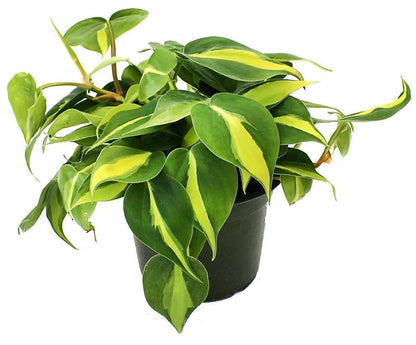 Philodendron Brasil, Heartleaf Philodendron