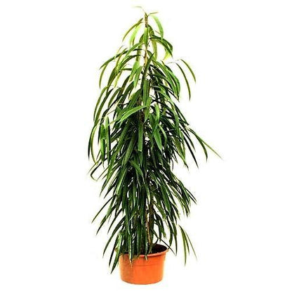 Ficus Amstel Queen