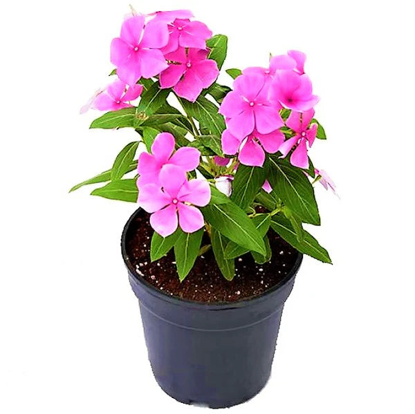 Vinca Flowers (small), Periwinkle