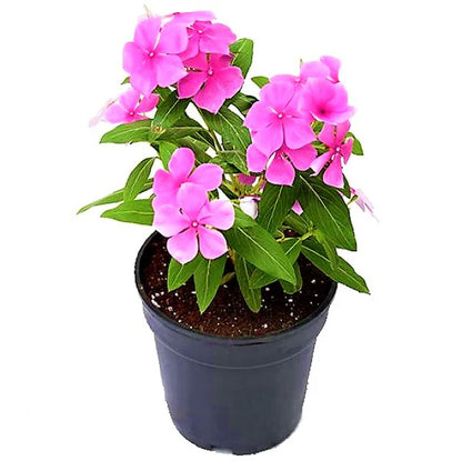 Vinca Flowers (small), Periwinkle